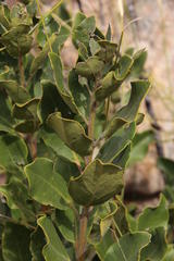 Euclea tomentosa