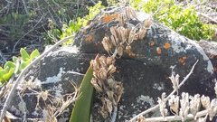 Gasteria acinacifolia