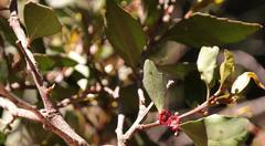 Maytenus acuminata acuminata