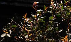 Maytenus acuminata acuminata