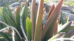 Gasteria acinacifolia