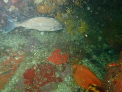 Chirodactylus grandis