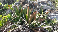 Gasteria acinacifolia