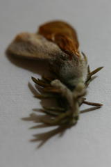 Aspalathus cliffortioides