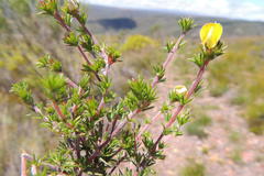 Aspalathus cliffortioides