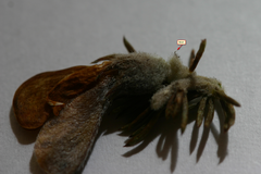 Aspalathus cliffortioides