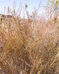 Cliffortia erectisepala