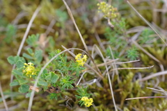 Galium arenarium