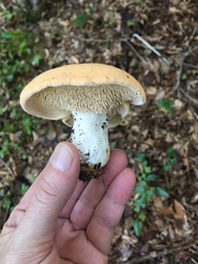 Hydnum subolympicum