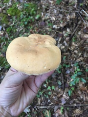 Hydnum subolympicum