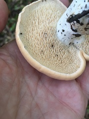 Hydnum subolympicum