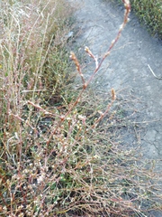 Polygonum equisetiforme