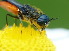 Odontomyia flavissima