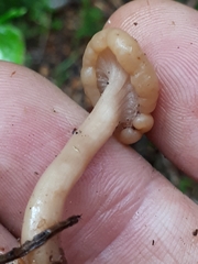 Cudonia confusa