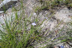 Lobelia capillifolia