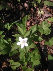Anemonoides trifolia