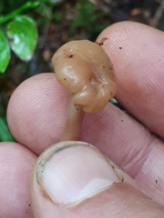 Cudonia confusa
