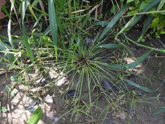 Cyperus flavidus