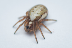 Hypsosinga albovittata