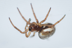 Hypsosinga albovittata