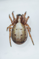 Hypsosinga albovittata