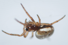 Hypsosinga albovittata