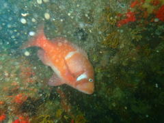 Chrysoblephus laticeps