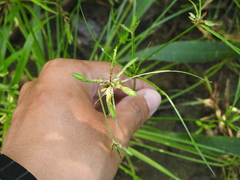Cyperus flavidus