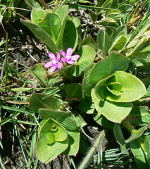 Raphionacme hirsuta