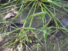 Cyperus flavidus