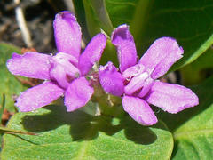Raphionacme hirsuta