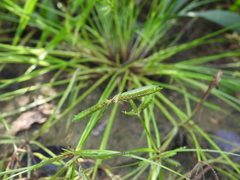 Cyperus flavidus