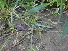 Cyperus flavidus