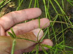 Cyperus flavidus
