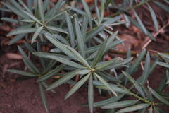 Podocarpus elongatus