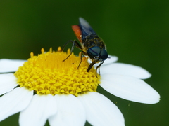 Odontomyia flavissima