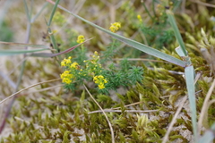 Galium arenarium
