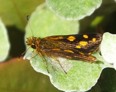 Metisella metis paris