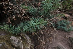 Podocarpus elongatus