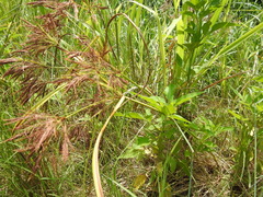 Cyperus nutans subprolixus