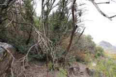 Podocarpus elongatus