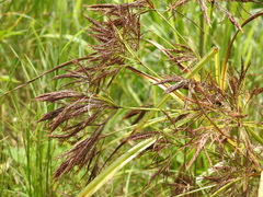 Cyperus nutans subprolixus