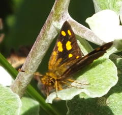 Metisella metis paris