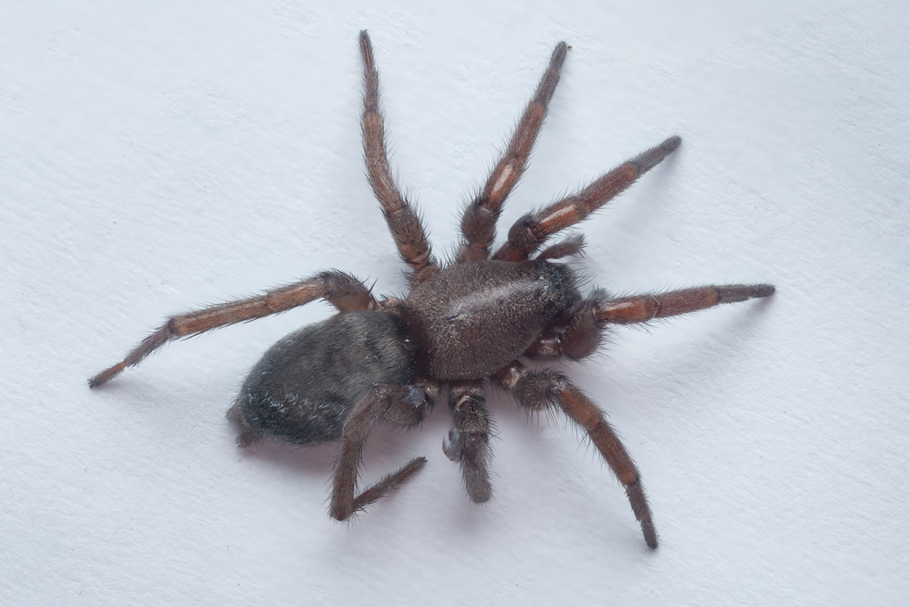 Scotophaeus