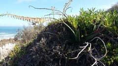 Gasteria acinacifolia