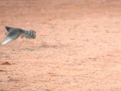 Paraxerus cepapi cepapi