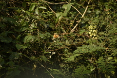 Cupha erymanthis maja