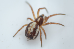 Hypsosinga albovittata