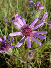 Senecio macrocephalus