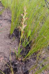 Disa reticulata